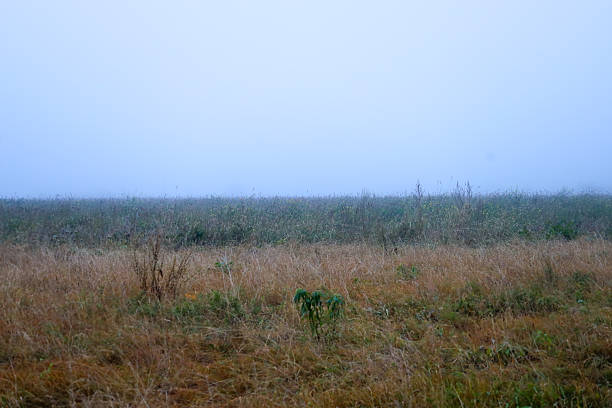 A panoramic view of an endless wild field covered with dry autumn grass, gradually disappearing into a thick white fog. The minimalistic landscape conveys an atmosphere of peace, silence, and mystery of early autumn in the countryside during twilight or dawn.