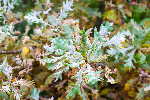 Oak branches with characteristic carved leaves affected by powdery mildew creating a whitish coating on the green surface. Macro photography demonstrates the natural process of wilting and plant disease in the forest during seasonal changes against blurred autumn flora.