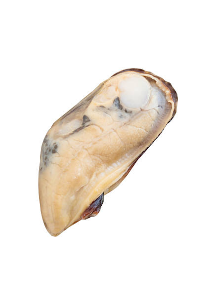 Side view of one unpeeled cooked or steamed green mussel isolated on white background with clipping path
