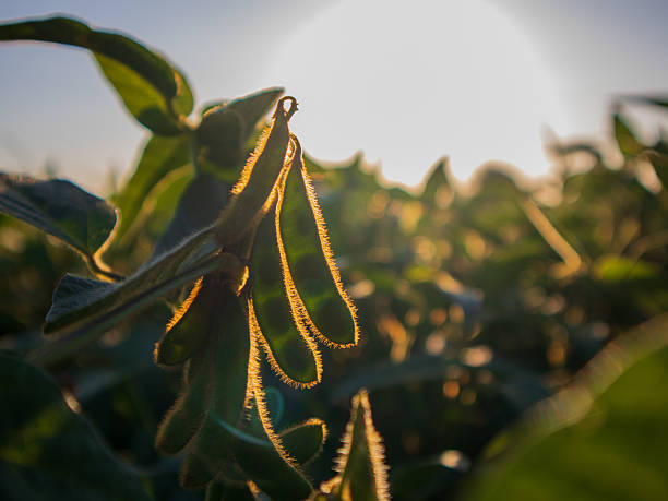 istock Soybean plants grow in a field under sunlight at dusk 2254768583