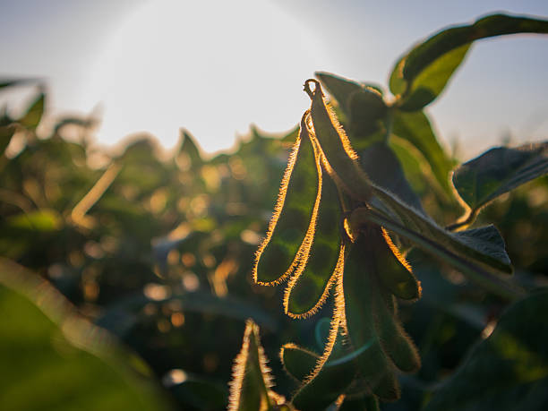 istock Soybean plants grow in a field under sunlight at dusk 2254768646