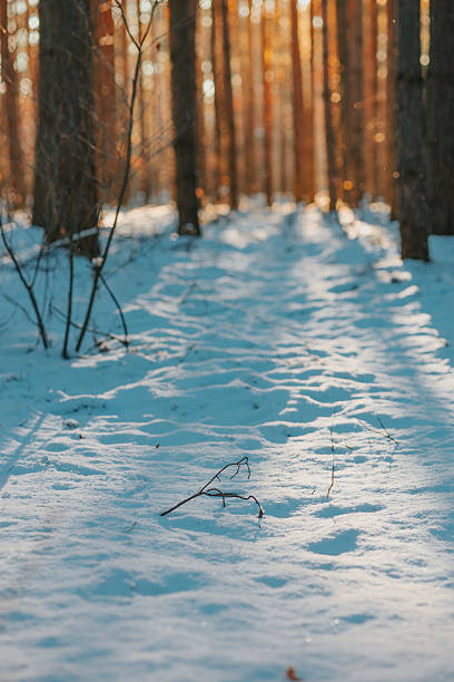 Sunlight filters through tall, slender trees in a winter forest, casting elongated shadows on the snow-covered ground. The snow appears crisp and undisturbed, with a few scattered twigs breaking the surface. The trunks of the trees provide a vertical contrast to the horizontal expanse of snow, while the warm glow of sunlight adds a golden hue to the scene, highlighting the cold, frosty atmosphere.