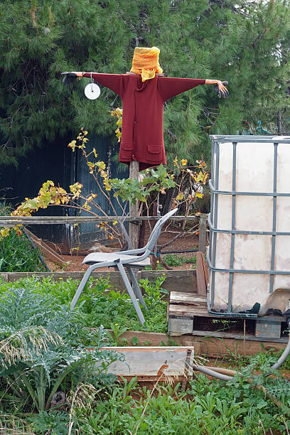 Scarecrow in garden with various plants trees and small water storage tank.