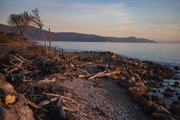 Italy, Tuscany, province of Grosseto, Principina beach, Maremma Natural Park, view of the beach with tree trunks washed up by strong sea storms.