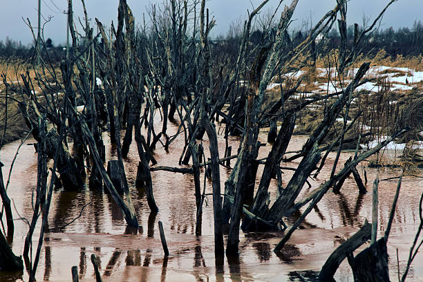 istock Winter views of a rotten swamp 2254770182