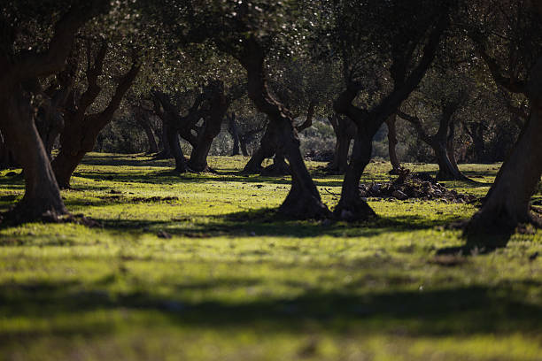 Sunlight filtering through a traditional Mediterranean olive grove, with twisted olive trees standing over a carpet of green grass. Quiet rural landscape conveying nature, agriculture, and timeless countryside atmosphere.
