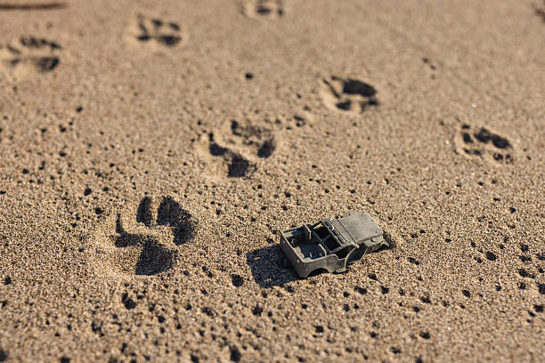 Close-up view of animal tracks footprint impressed in sandy ground, illustrating the coexistence of wildlife species presence in a natural outdoor environment.