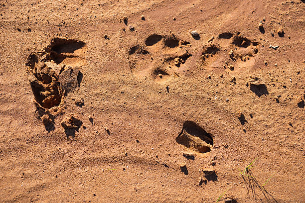 Wallpaper frame of red Kalahari desert sand with twigs, bark, camel thorn seed pod and insect nest. Copy space.