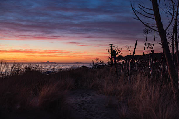 Twilight view of a coastal dune path leading toward the sea, with dry grasses and bare trees silhouetted against a colorful sunset sky. The calm horizon and fading light create a quiet, contemplative natural landscape.