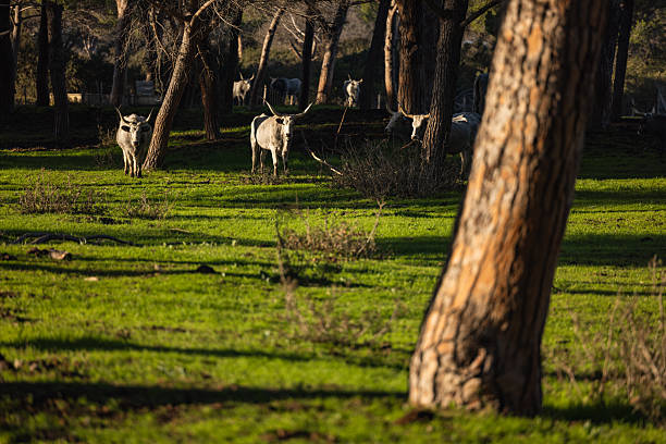 Traditional Maremmana cows grazing among pine trees and green grass in the Alberese area of the Maremma region, Tuscany. Natural pastoral scene showing free-ranging livestock in a protected rural landscape.