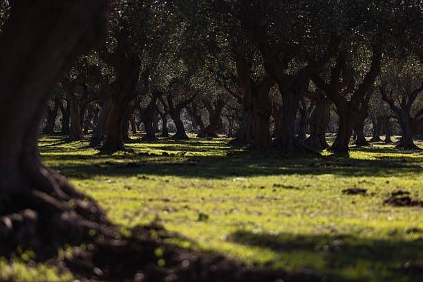Sunlight filtering through a traditional Mediterranean olive grove, with twisted olive trees standing over a carpet of green grass. Quiet rural landscape conveying nature, agriculture, and timeless countryside atmosphere.