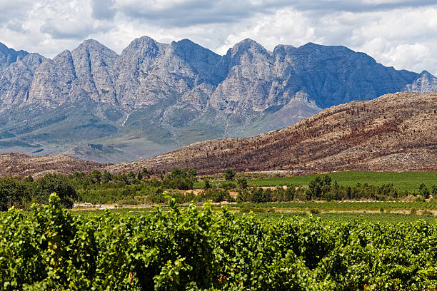 Grapevines, winelands, Stellenbosch, South Africa