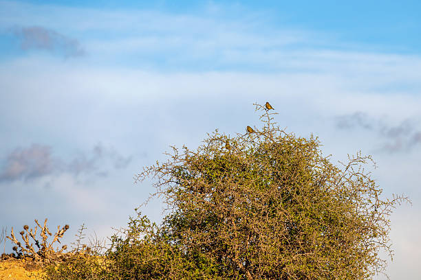 Bird on a branch