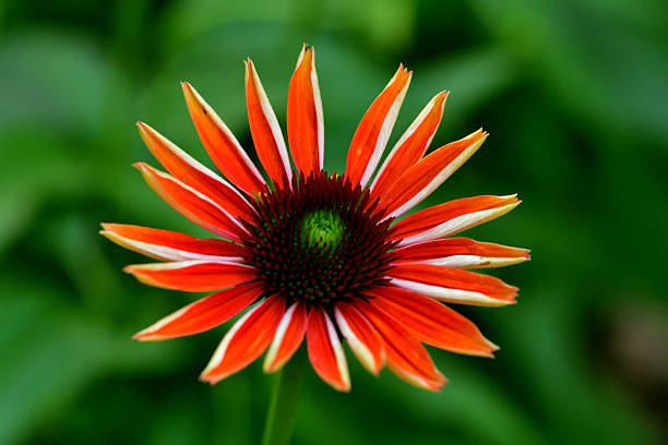 Echinacea is a group of herbaceous flowering plants in the daisy family, Asteraceae. This queen of daisy is often called Coneflowers for its dome-shaped center.
