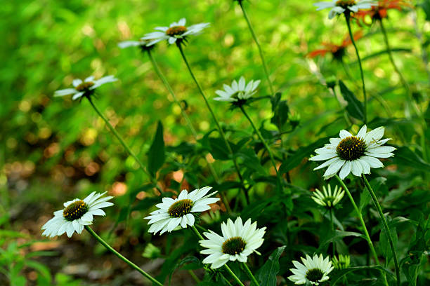 Echinacea is a group of herbaceous flowering plants in the daisy family, Asteraceae. This queen of daisy is often called Coneflowers for its dome-shaped center.