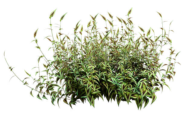 istock 3D Rendering Persicaria Purple Sensation Plant on White 2254776274