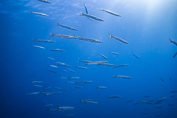 Small Baracudas Underwater in Gran Canaria - Scuba Diving in the Canary IslandsSmall Baracudas Underwater in Gran Canaria - Scuba Diving in the Canary Islands