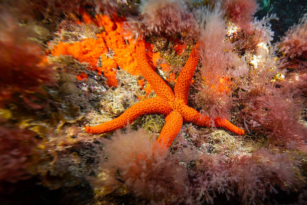 Underwater Macro of Starfish on Volcanic Reef in the El Cabrón Marine Reserve, Gran Canaria, Canary Islands - Scuba Diving and Marine Biodiversity in Spain