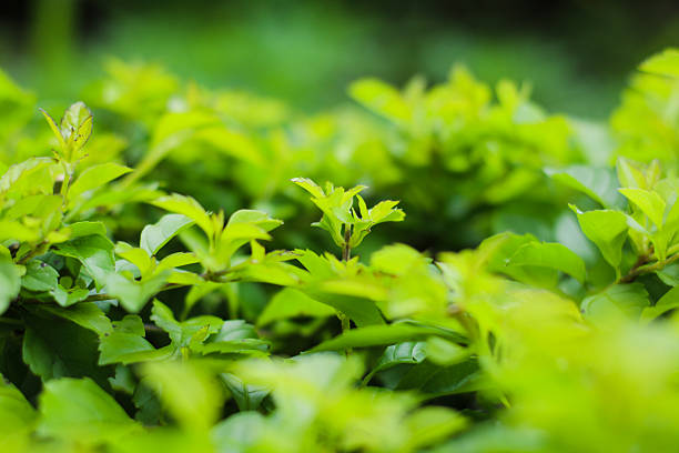 closeup of young green leaves with soft focus creating fresh natural and calming atmosphere