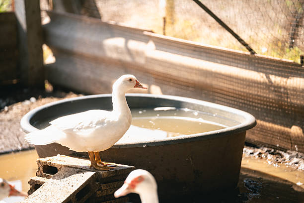 istock White domestic duck standing beside a water trough in a rustic farmyard setting, showcasing rural life and animal husbandry practices in natural light. 2254781196
