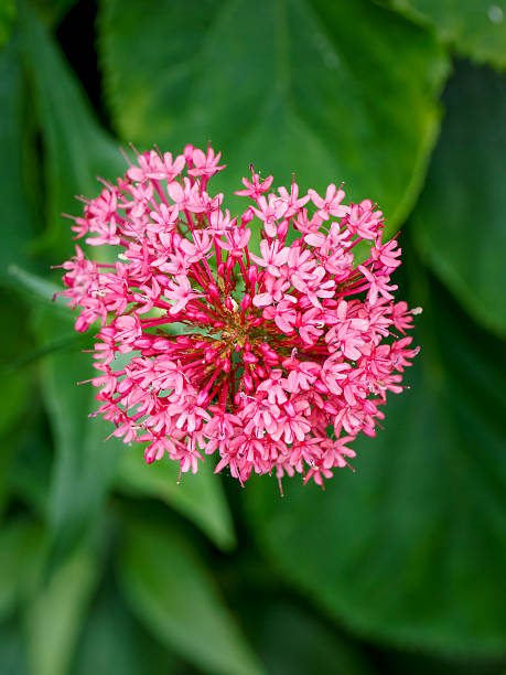 istock Blooming red valerian in a garden setting 2254784920