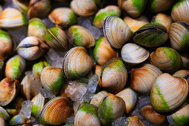 Fresh Clams on Ice at Seafood Market Display