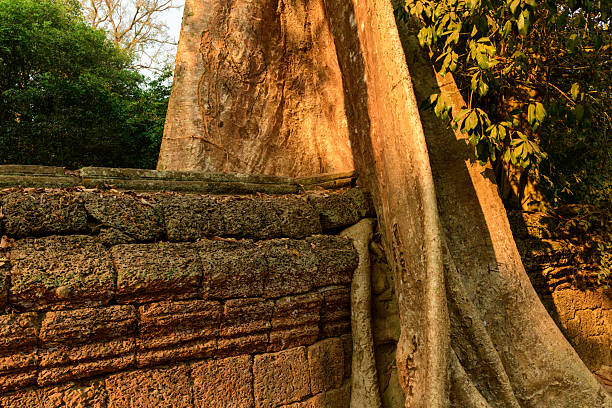 Tree roots covered the ruin at Angkor wat,Siem reap,Cambodia.