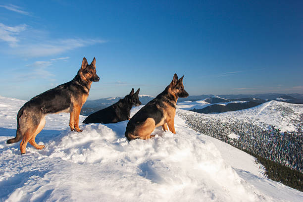 A breathtaking landscape featuring a German Shepherd dog sitting in the foreground, looking out over a massive, snow-covered mountain range under a clear blue sky. The dog is positioned as a silent observer of the vast alpine wilderness, creating a sense of companionship and adventure. The scene captures the scale of the mountains with a rocky, snow-dusted outcrop on the left and rolling white peaks in the distance.