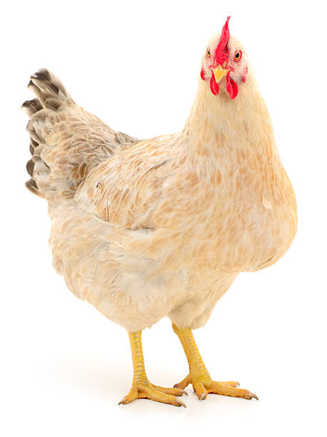 istock Adult white hen standing isolated on white background 2254788044