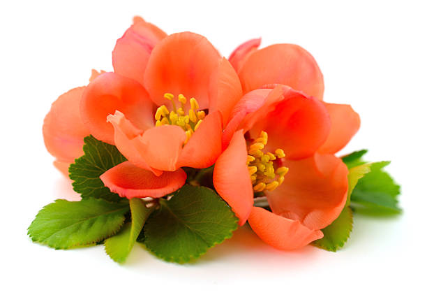 Close up of blooming orange quince flowers with green leaves. Delicate spring blossoms of Chaenomeles plant isolated on white. Natural floral background for spring or garden concept.