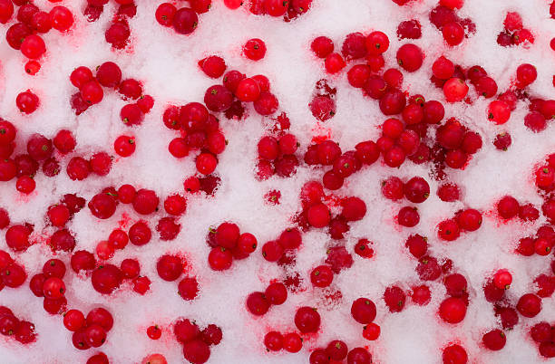 Red currant berries scattered in fresh white snow. Top view of frozen organic berries on snowy surface. Natural winter food background with bright red fruit.