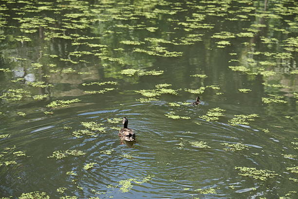 istock Ducks swimming on green pond 2254788076