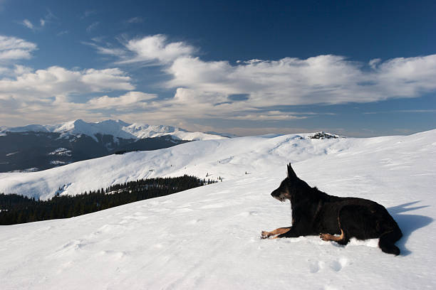 A breathtaking landscape featuring a German Shepherd dog sitting in the foreground, looking out over a massive, snow-covered mountain range under a clear blue sky. The dog is positioned as a silent observer of the vast alpine wilderness, creating a sense of companionship and adventure. The scene captures the scale of the mountains with a rocky, snow-dusted outcrop on the left and rolling white peaks in the distance.