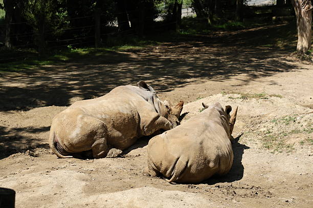 the white rhino is threatened due to habitat loss, trophy hunting, illegal poaching among other challenges. research is needed to preserve this majestic beauty.