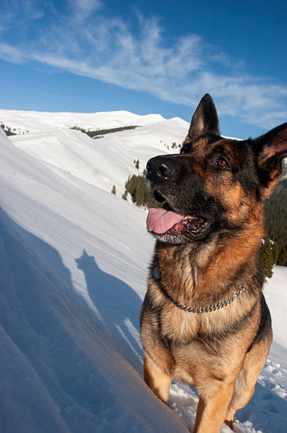 A dynamic, low-angle vertical shot of a German Shepherd dog standing on a steep, snow-covered mountain slope. The dog is alert and happy, with its mouth open and tongue out, looking up toward the bright blue sky. It wears a metal chain collar and casts a long shadow against the brilliant white snow. The background features majestic, rolling white peaks and a few distant pine trees, capturing the essence of high-altitude outdoor fun and the bond between humans and their pets.