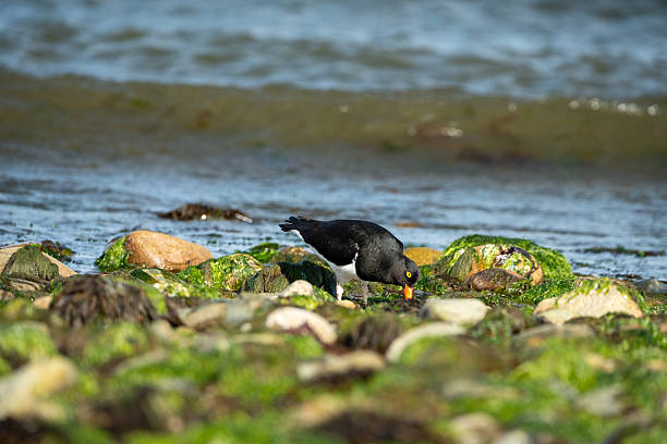 Shorebird foraging on a pebble beach