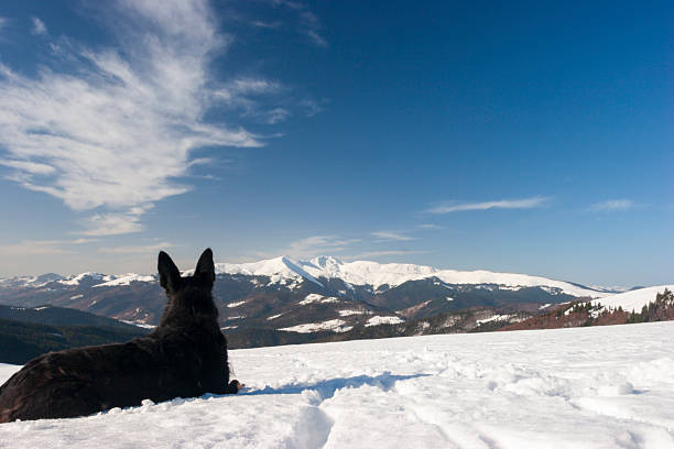 A breathtaking landscape featuring a German Shepherd dog sitting in the foreground, looking out over a massive, snow-covered mountain range under a clear blue sky. The dog is positioned as a silent observer of the vast alpine wilderness, creating a sense of companionship and adventure. The scene captures the scale of the mountains with a rocky, snow-dusted outcrop on the left and rolling white peaks in the distance.