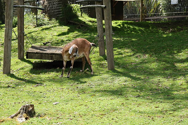 Farm animal near wooden platform in sunny green paddock