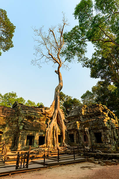 istock Tall tree rising above Ta Prohm temple ruins 2254790837