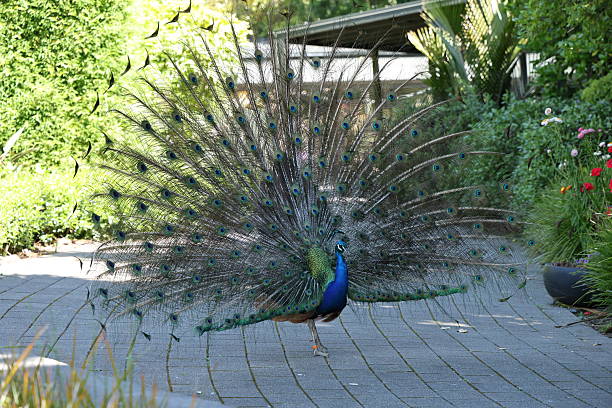 Peacock with open tail in garden