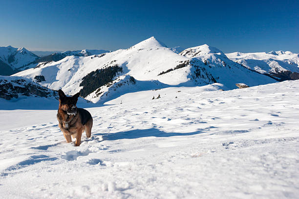 A breathtaking landscape featuring a German Shepherd dog sitting in the foreground, looking out over a massive, snow-covered mountain range under a clear blue sky. The dog is positioned as a silent observer of the vast alpine wilderness, creating a sense of companionship and adventure. The scene captures the scale of the mountains with a rocky, snow-dusted outcrop on the left and rolling white peaks in the distance.