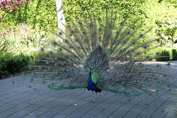 Peacock displaying tail in garden