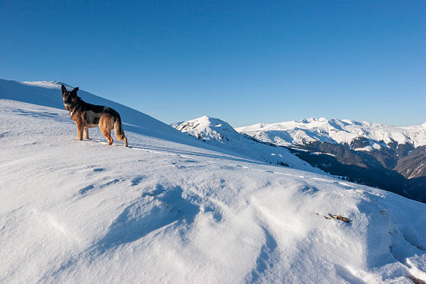 A breathtaking landscape featuring a German Shepherd dog sitting in the foreground, looking out over a massive, snow-covered mountain range under a clear blue sky. The dog is positioned as a silent observer of the vast alpine wilderness, creating a sense of companionship and adventure. The scene captures the scale of the mountains with a rocky, snow-dusted outcrop on the left and rolling white peaks in the distance.