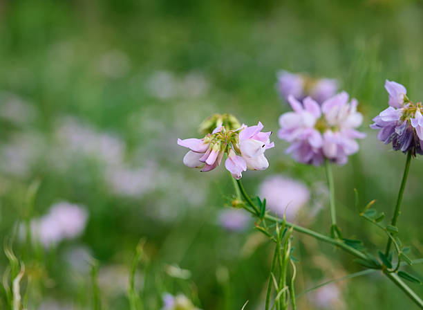 Close up fo blooming flowers of Securigera varia, commonly known as Crown Vetch.