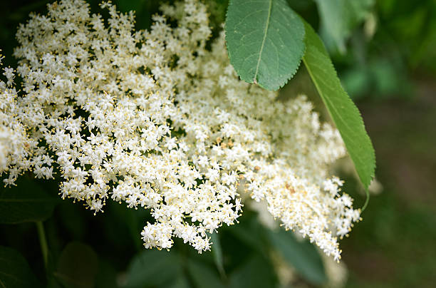istock Close up black elder white flowers. 2254792546