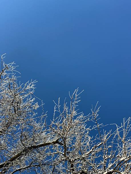 Winter trees covered with frost against a clear blue sky.