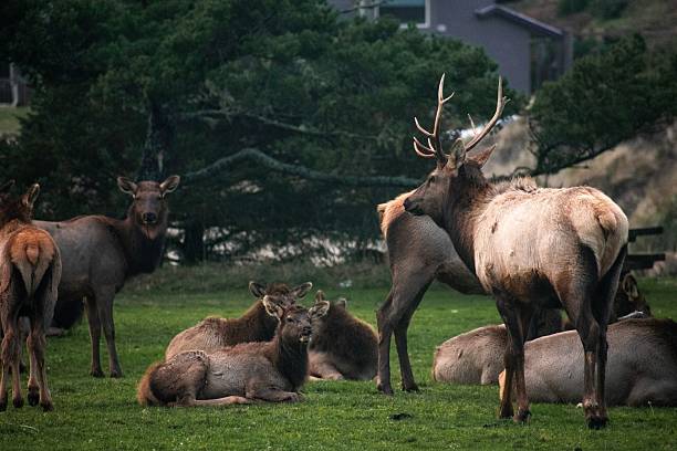 istock Herd of Elk Grazing in Open Meadow 2254794849