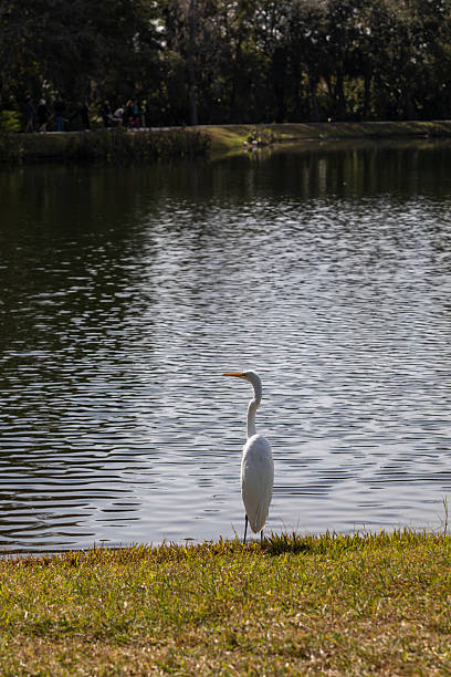 A great egret stands quietly at the grassy edge of a calm lake in Celebration, Florida, its white plumage contrasting with the rippling water behind it. The elegant bird is captured in profile, conveying stillness and patience as it watches the water.