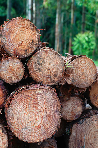 istock Eucalyptus logs of various diameters 2254797192