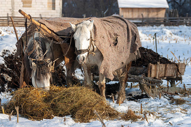 A side-profile shot of two white work horses harnessed together and feeding on a pile of dry hay in a snow-covered field. One horse is draped with a rugged, weathered grey wool blanket for warmth. The background shows a sloped, snowy hillside with patches of bare earth, capturing the authentic, unvarnished reality of traditional mountain farming.